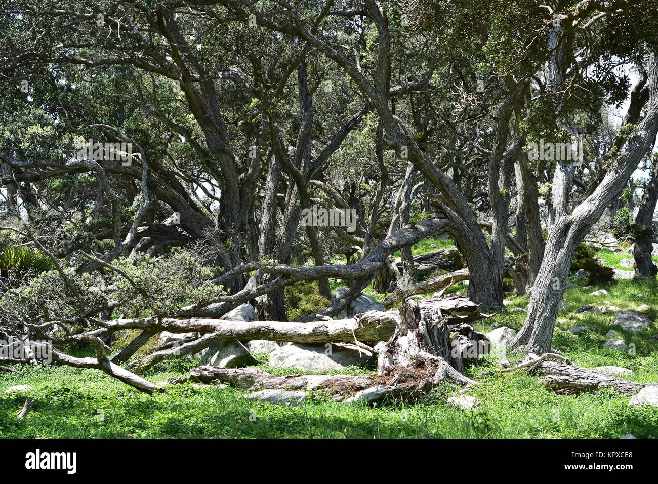 Fitta tronchi di alberi di Natale alberi pohutukawa sbiancati dal sole e mare salato brezze. Foto Stock