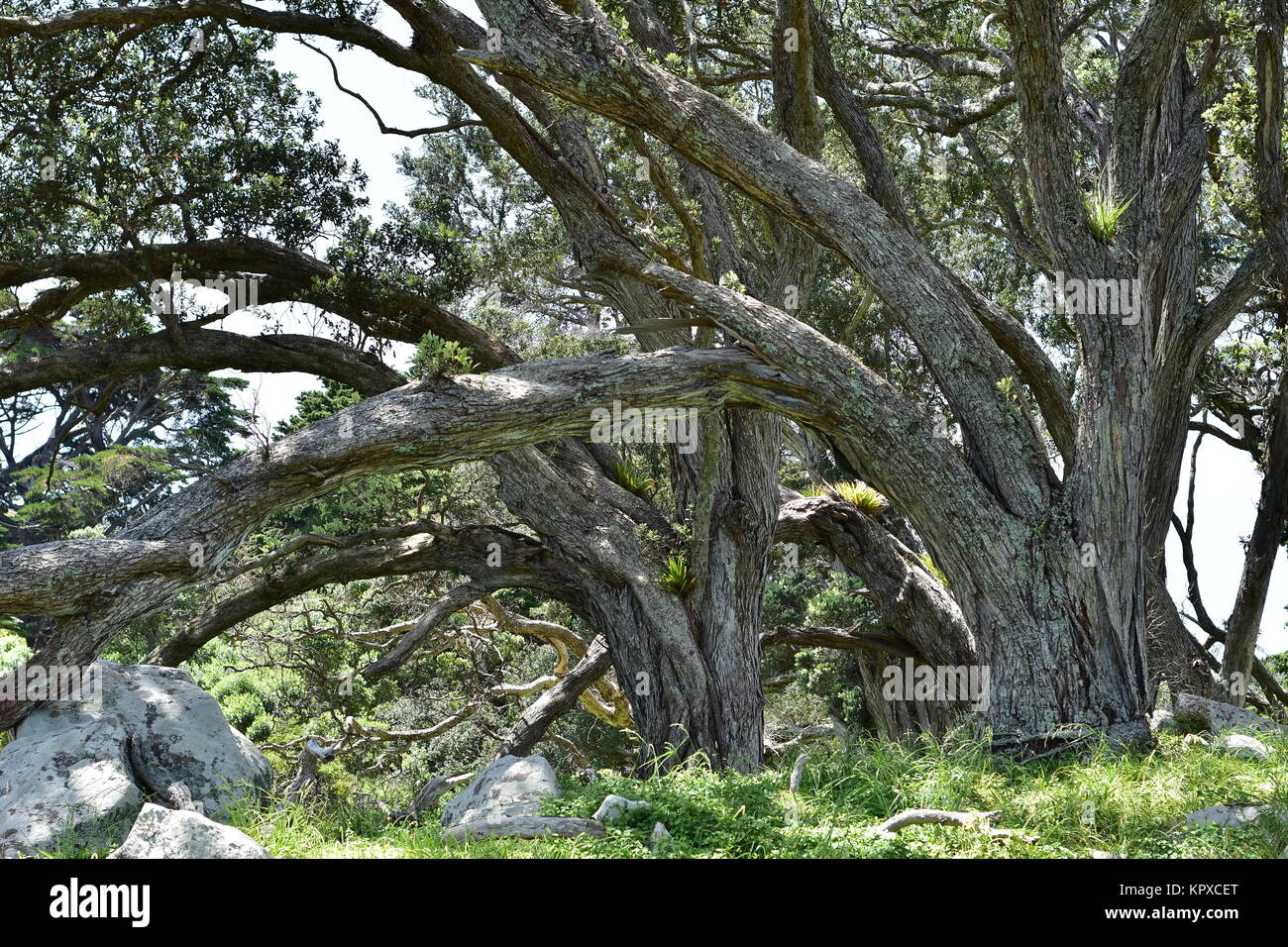 Piegate le linee della Nuova Zelanda nativo alberi pohutukawa sbiancati dal sole e mare salato brezze. Foto Stock