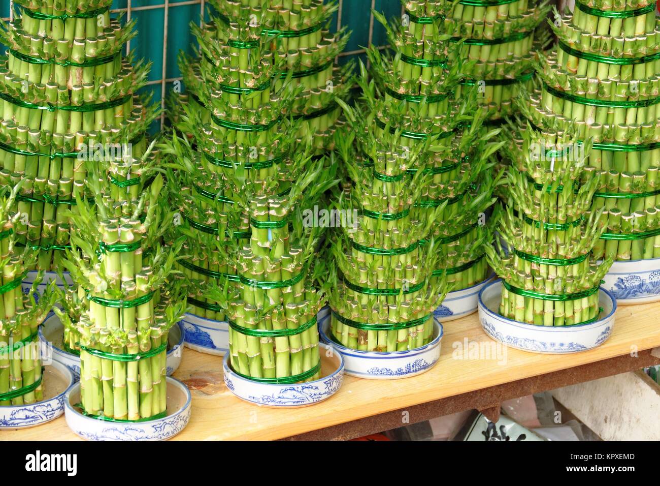 bambù fortunato Foto Stock