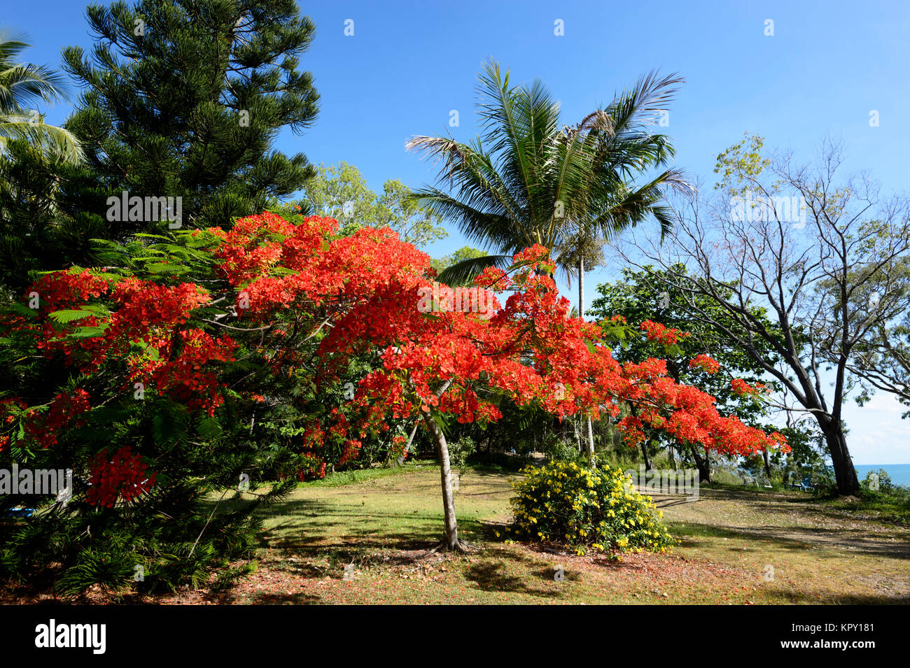 Royal Poinciana (Delonix regia), Fabaceae, Caesalpinioideae, Queensland, QLD, Australia Foto Stock
