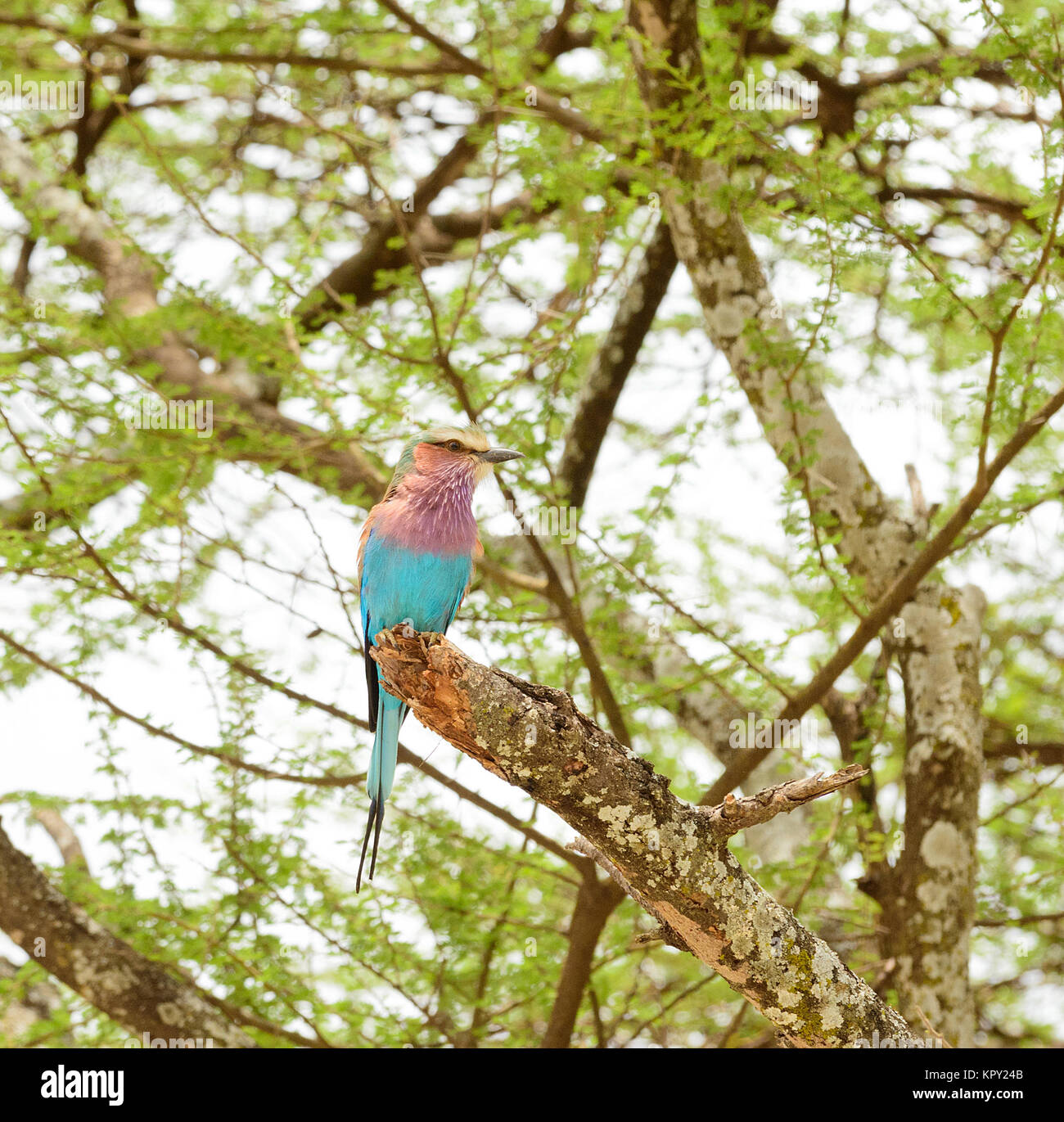 Lilla-breasted rullo (Coracias caudatus), un bellissimo uccello africano Foto Stock