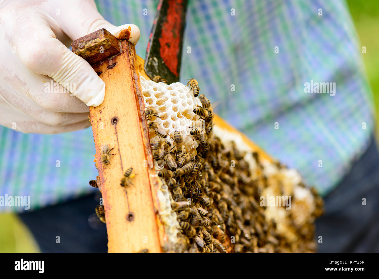 Entfernen von wildgebauten Honigwaben Wabenrahmen im durch den Imker denen aus der Honig fließt Foto Stock