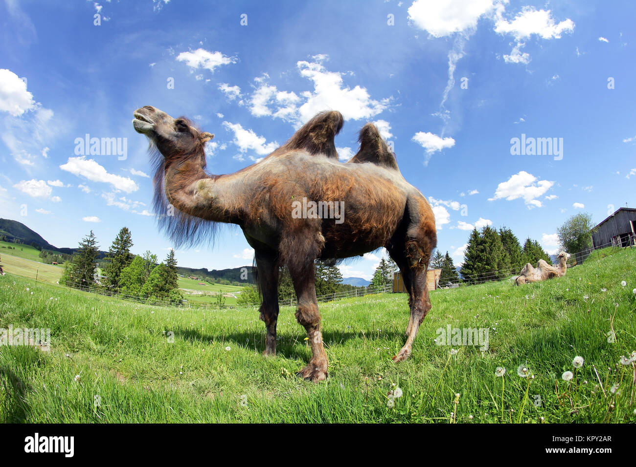 Una femmina trampler,un due-humped camel in Baviera (allgÃ¤u) Foto Stock