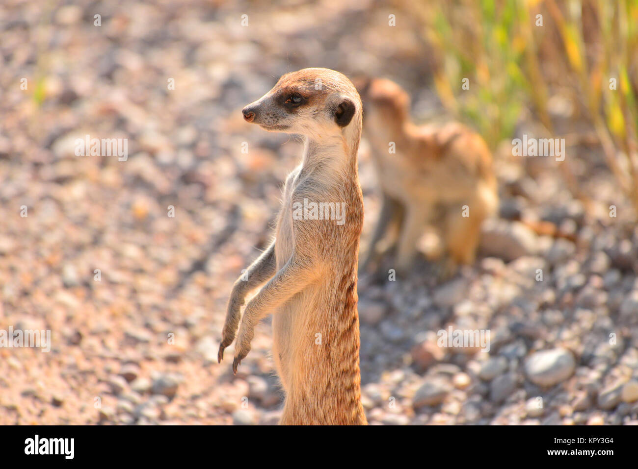 Il Kgalagadi parco transfrontaliero tra il Sud Africa e il Botswana è il primo terra deserta per la visualizzazione di fauna selvatica in aperta. Meerkat sentry in guardia. Foto Stock