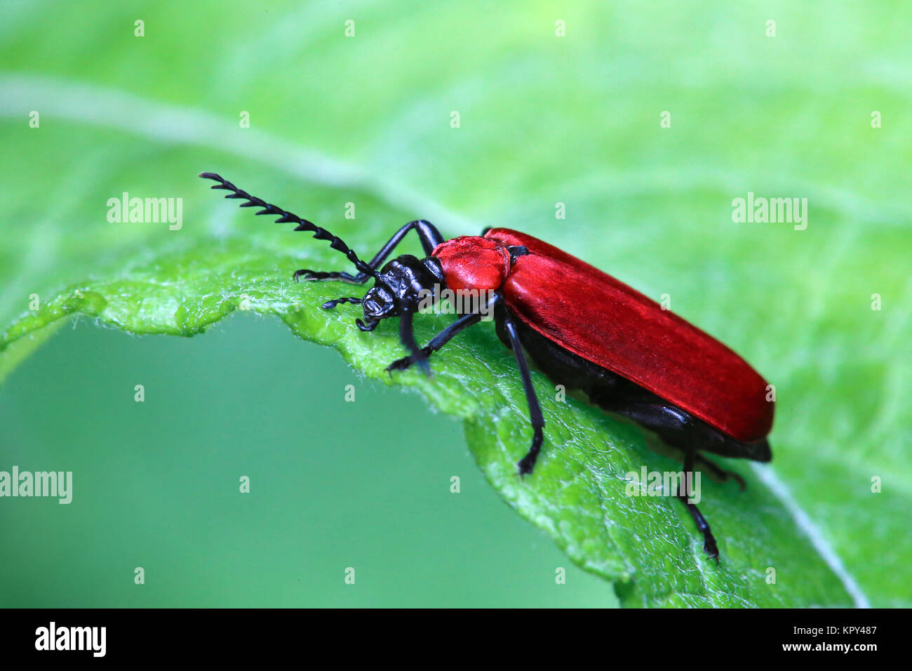 macro scarlatto lucente pirocrocrano coccinea Foto Stock