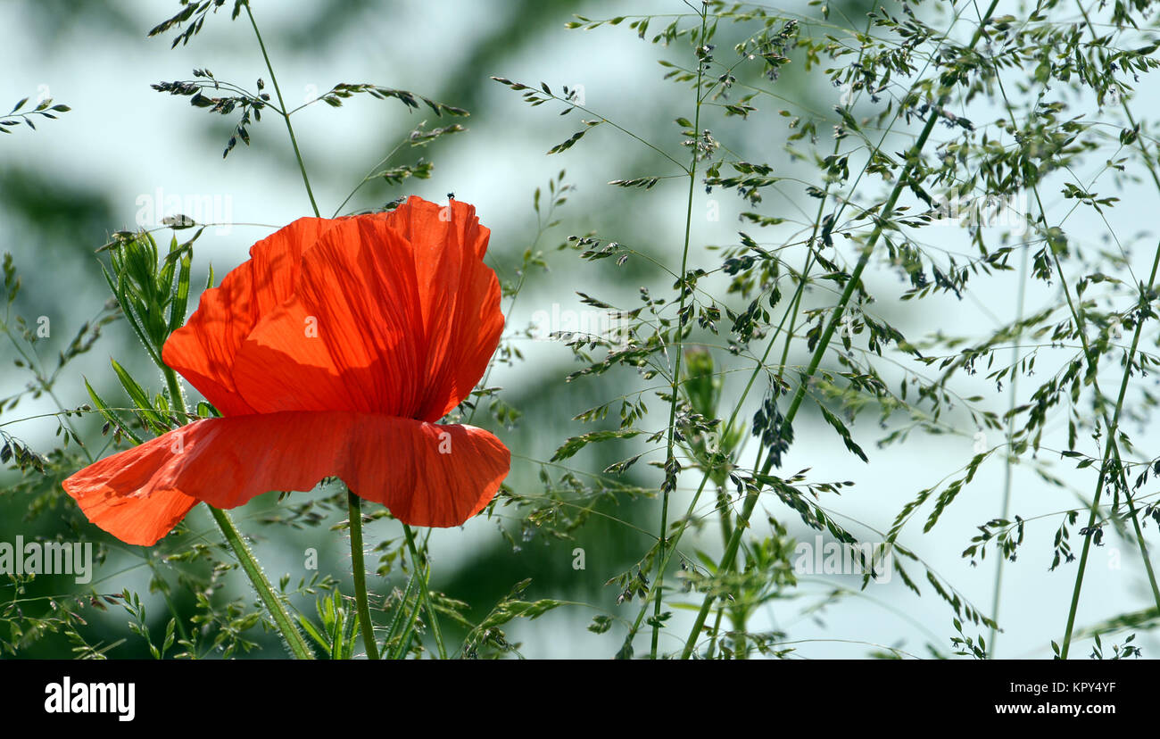 Fiore di papavero sotto le erbe Foto Stock