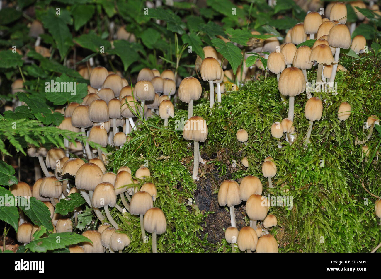 Luccicante inky caps cresce su moss-legno coperto Foto Stock