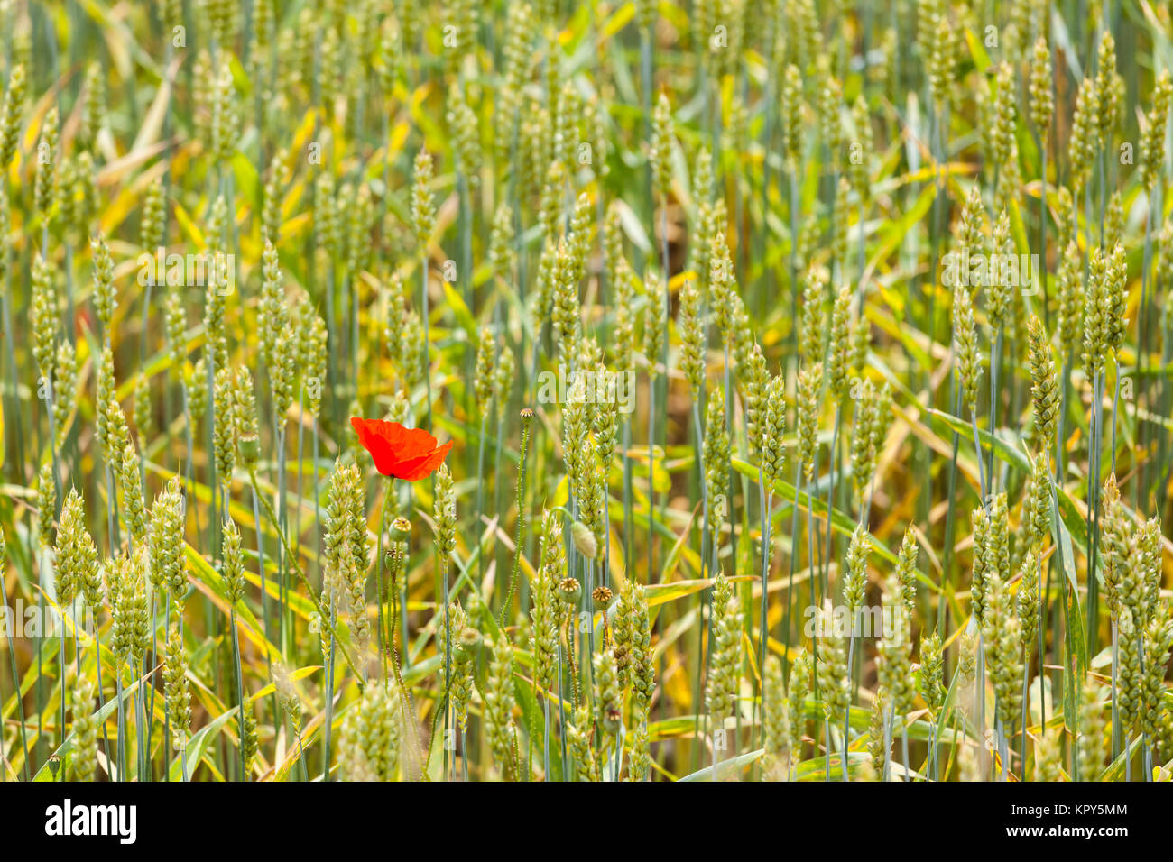 Un papavero rosso nel mezzo di un campo di grano Foto Stock