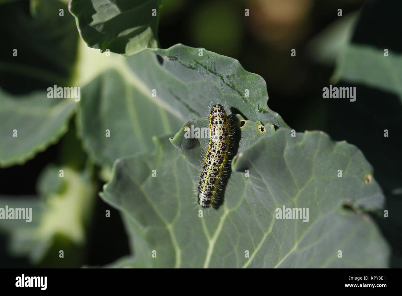 Il cavolo bianco butterfly larva o baco alimentazione su un broccoli o impianto di brassica sarcococca rapae in autunno in Italia Foto Stock