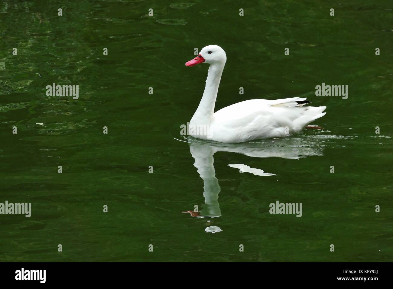 Coscoroba swan Foto Stock