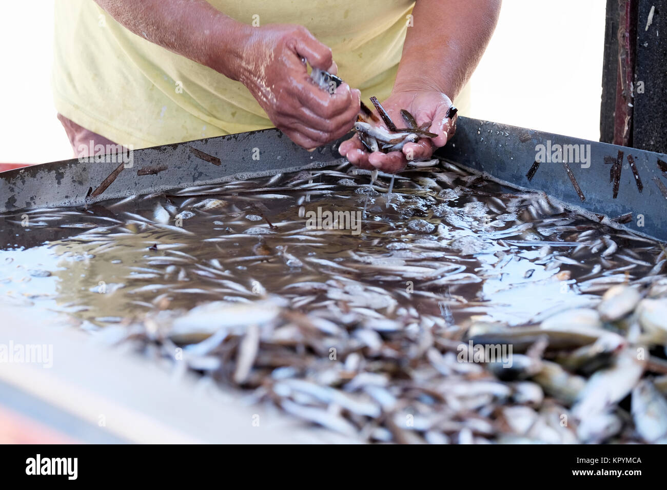 Una donna venditore di pesce ordina attraverso un appena catturati e sbarcati la cattura di piccoli pesci giovani, friggere o fingerling. sono in vendita presso .stallo stradale Foto Stock