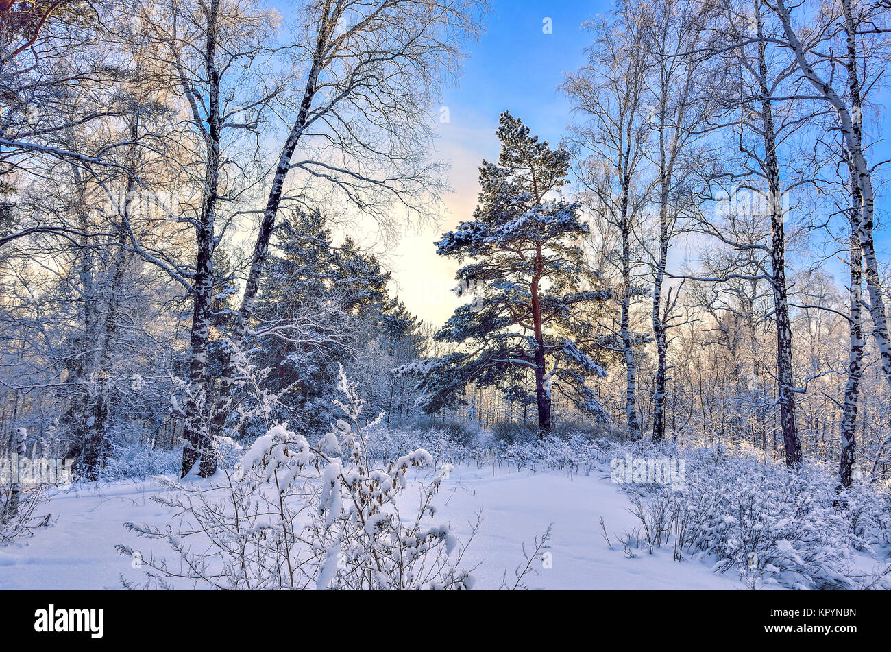 Tramonto in inverno il legno. Luce del sole dorato tra white tronchi di betulle, snowy pini,abeti e boccole - fiaba della Foresta di inverno Foto Stock
