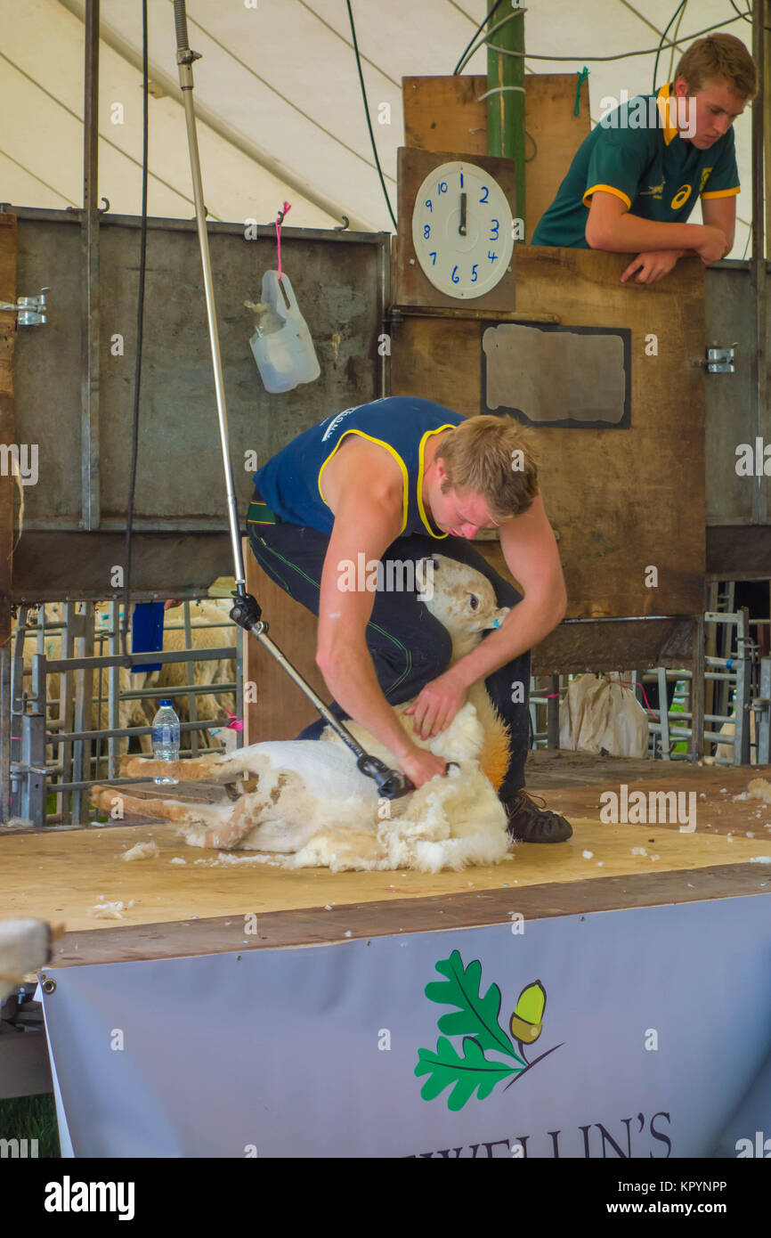 I giovani agricoltori tosatura delle pecore di Kington spettacolo agricolo Herefordshire UK 2017 Foto Stock