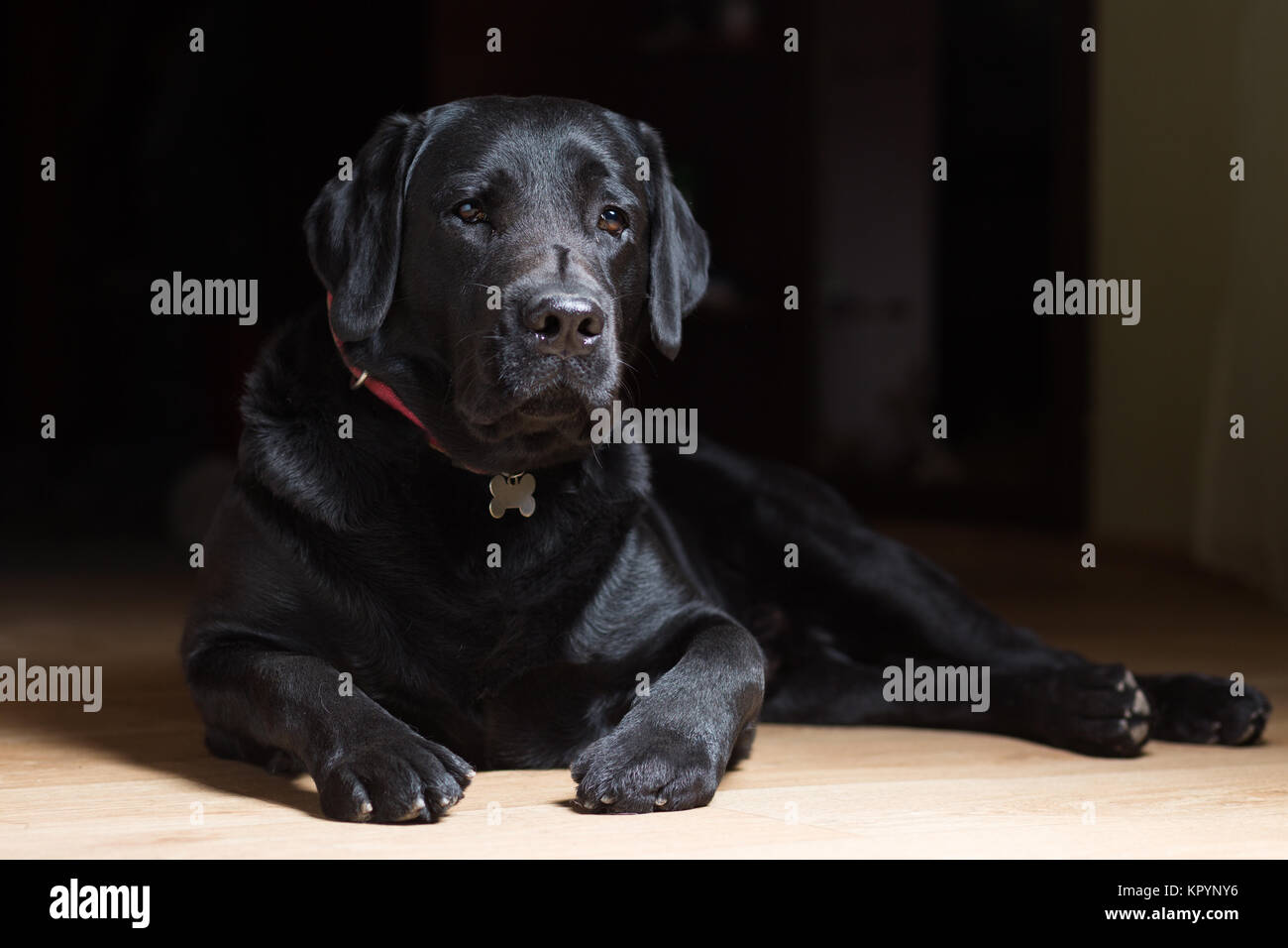 Un nero labrador cane giace sul pavimento Foto Stock