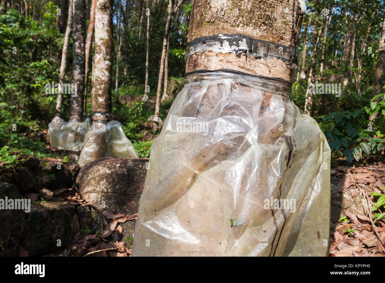 La piantagione di gomma in Sri Lanka Foto Stock