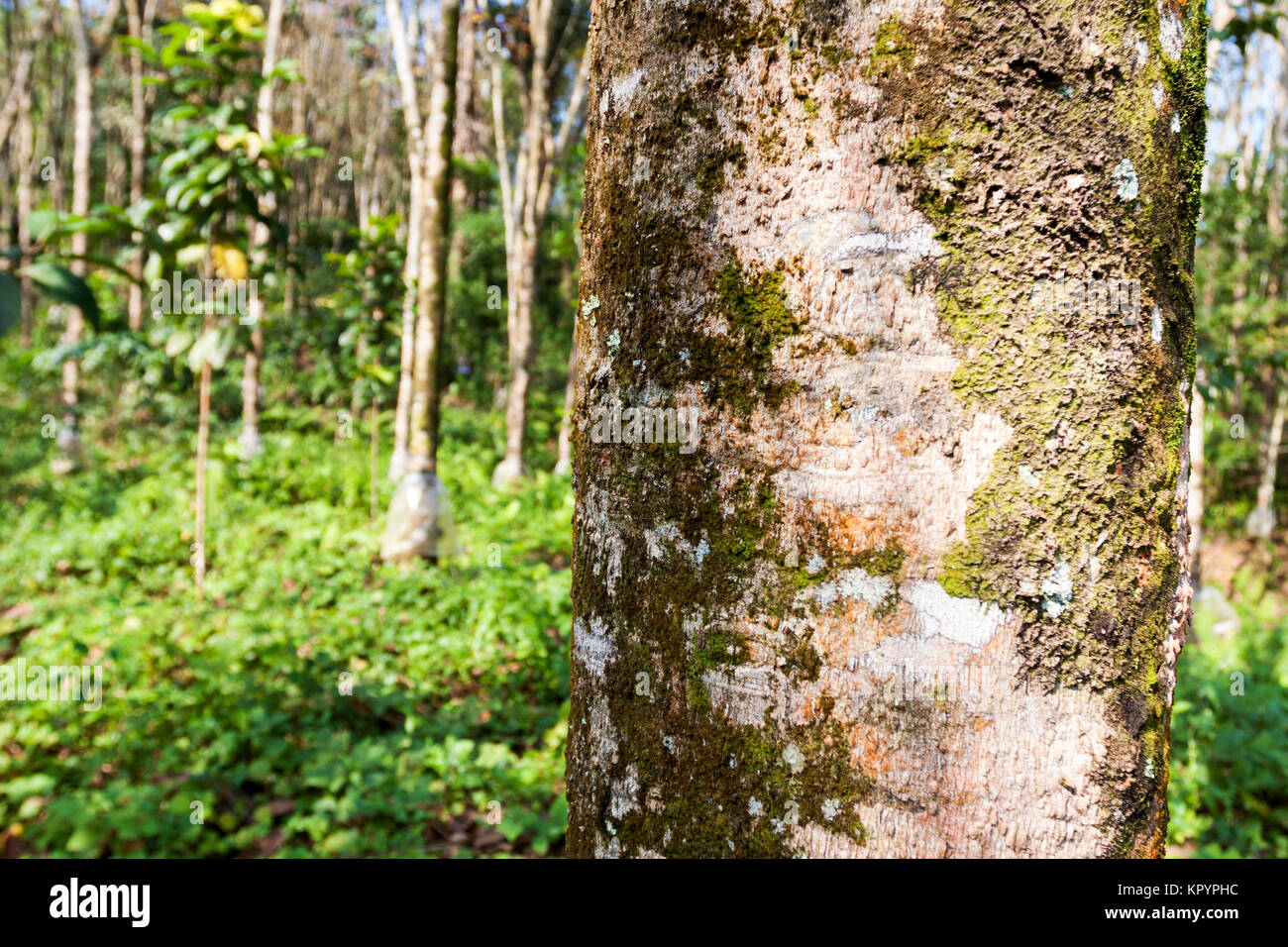 La piantagione di gomma in Sri Lanka Foto Stock