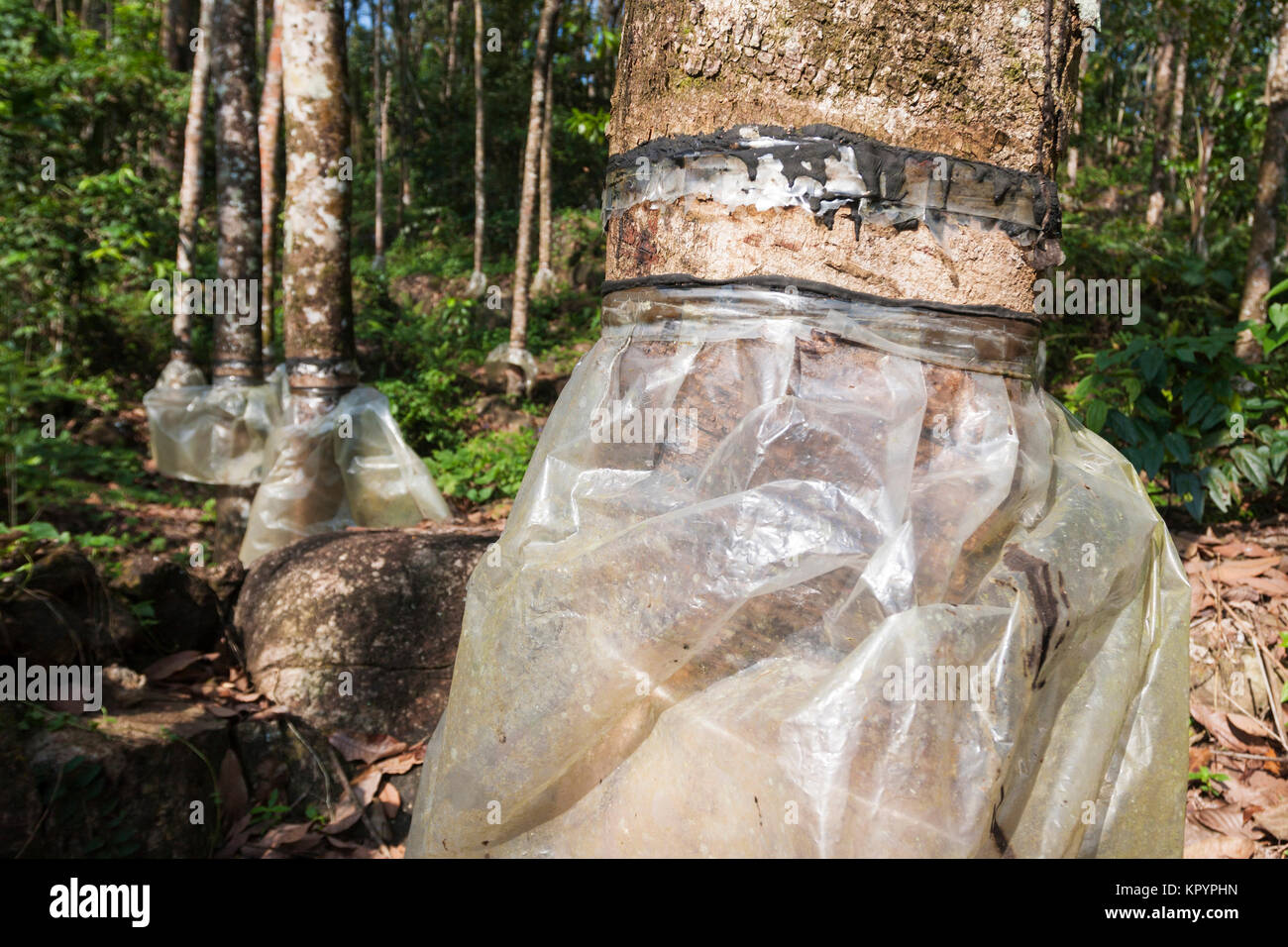 La piantagione di gomma in Sri Lanka Foto Stock