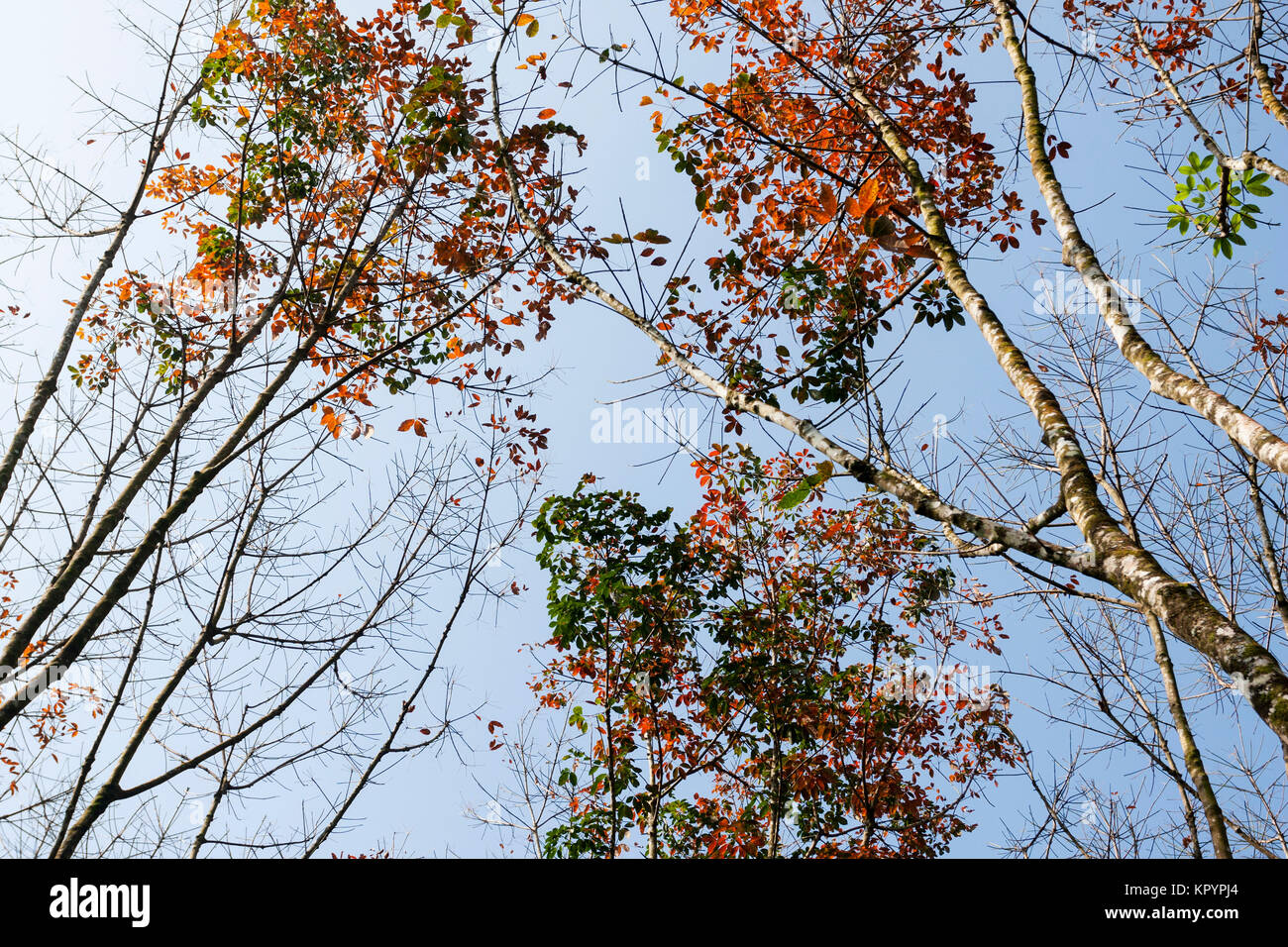 La piantagione di gomma in Sri Lanka Foto Stock