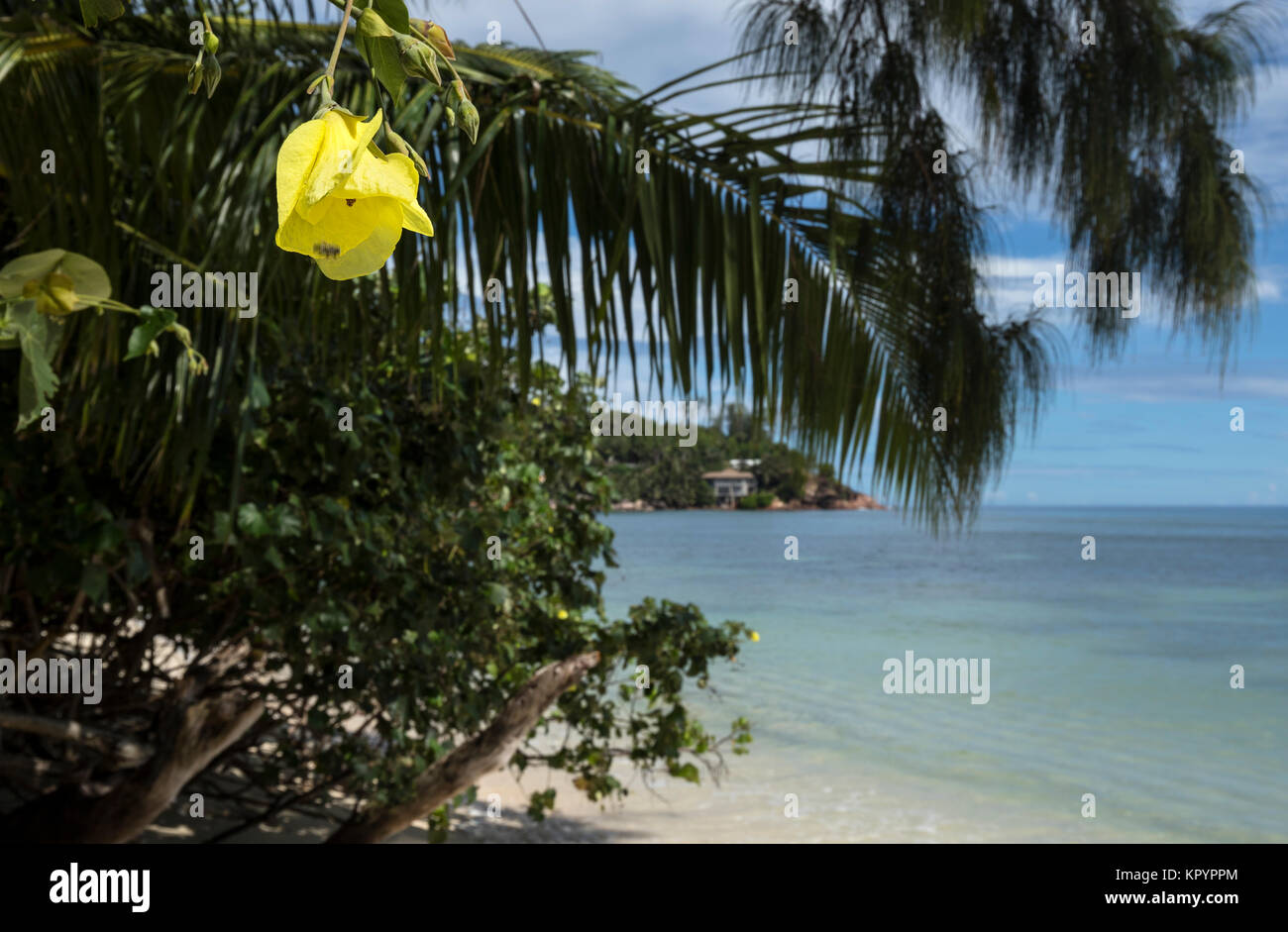 Fiore dal mare, Hibiscus Beach Hibiscus (Hibiscus Tilliaceous) sulla spiaggia di Anse La Blague, Foto Stock