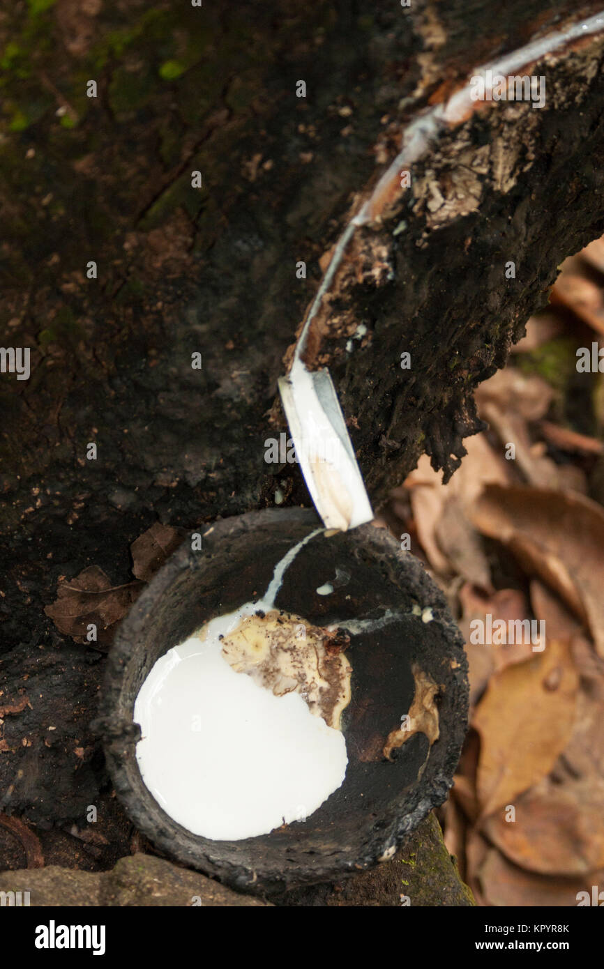 La piantagione di gomma in Sri Lanka Foto Stock
