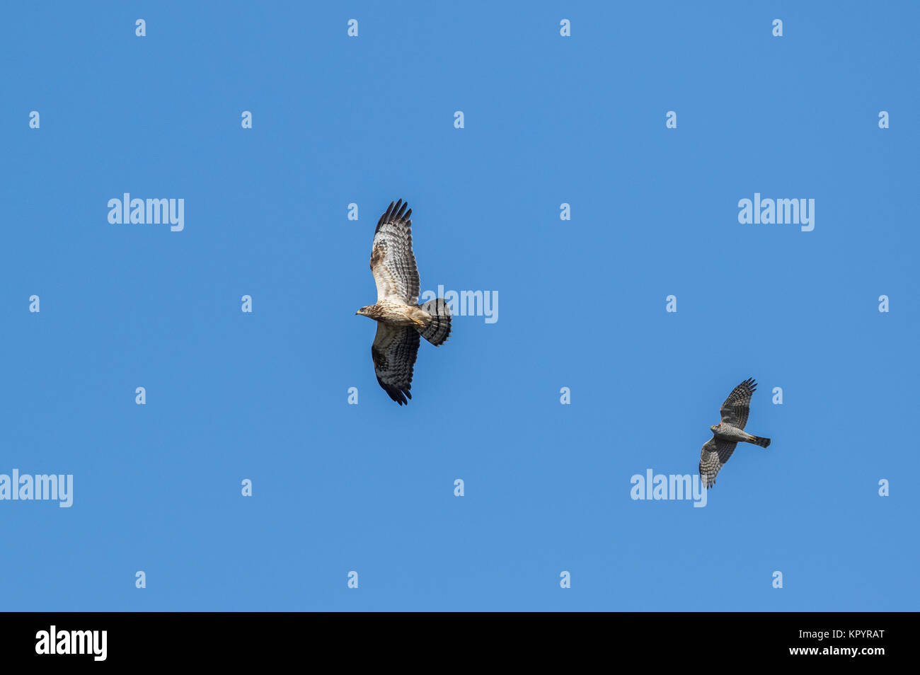 I capretti Falco Pecchiaiolo (Pernis apivorus) in volo con, Eurasian Sparviero (Accipiter nisus) sulla migrazione, Falsterbo, Svezia Foto Stock