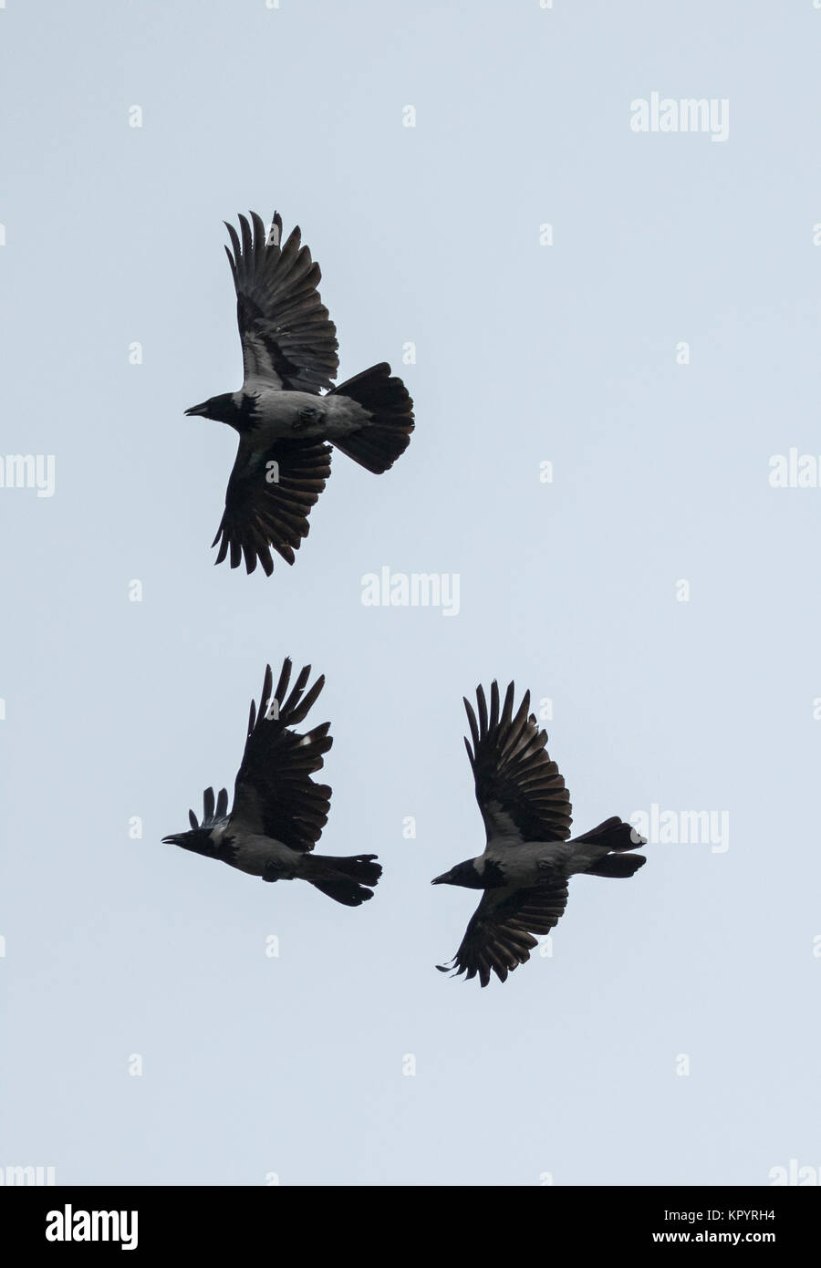 Cornacchia Mantellata (Corvus corone cornix), 3 in volo Foto Stock