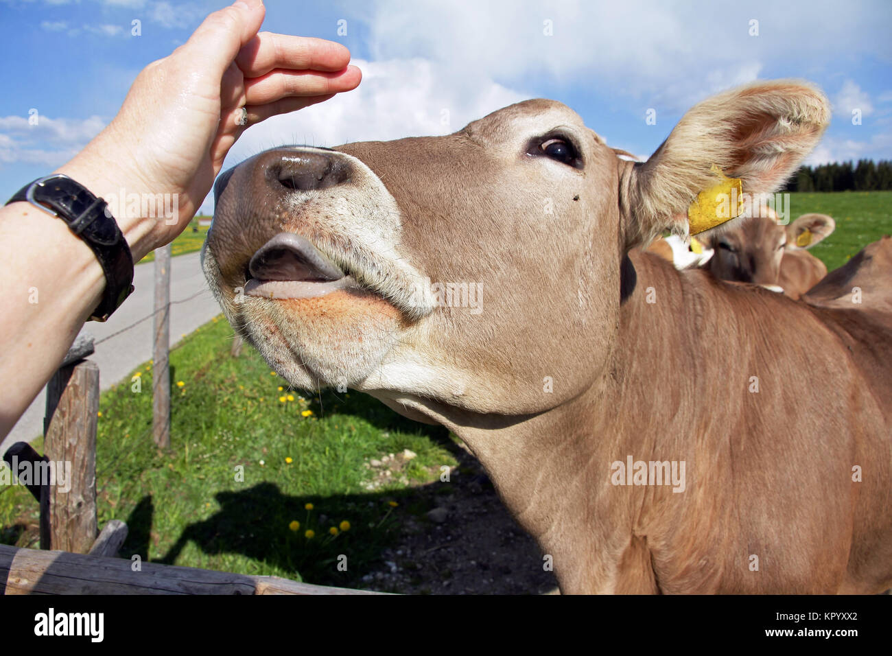 Una mucca farà leccare la mano di una donna Foto Stock