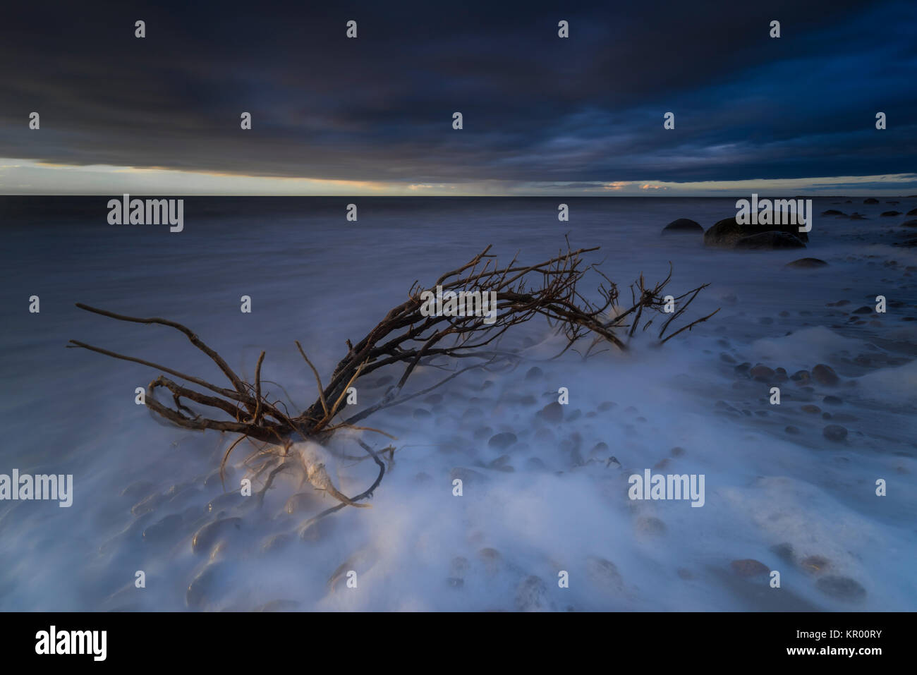 Mar baltico nel tramonto e mare tempestoso con pietre e alberi in acqua Foto Stock