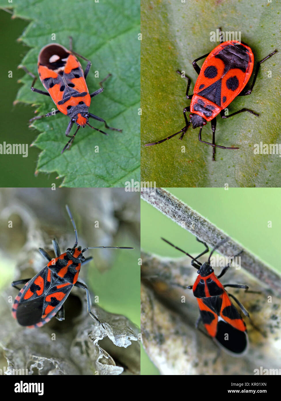 Quattro rosso e nero bug Foto Stock