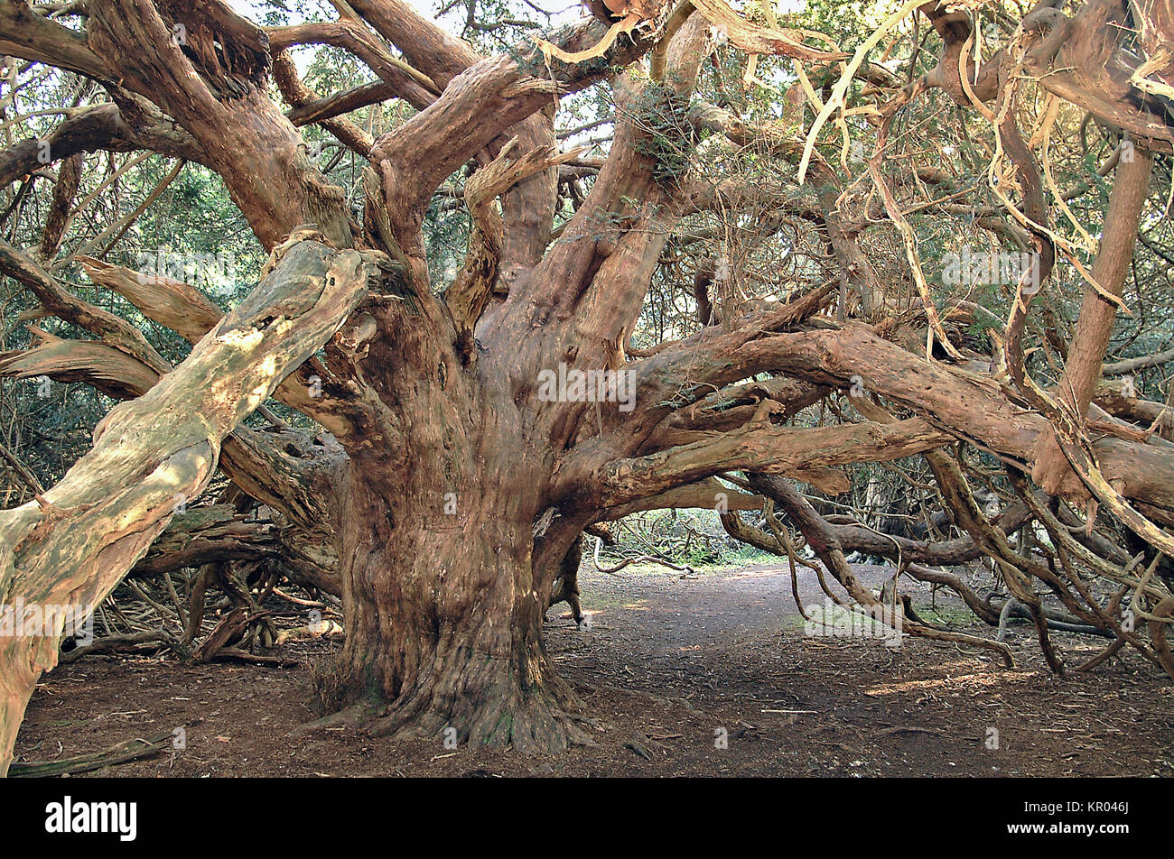 Antica Yew alberi in Kingley Vale Riserva Naturale Nazionale, Chichester, Inghilterra Foto Stock