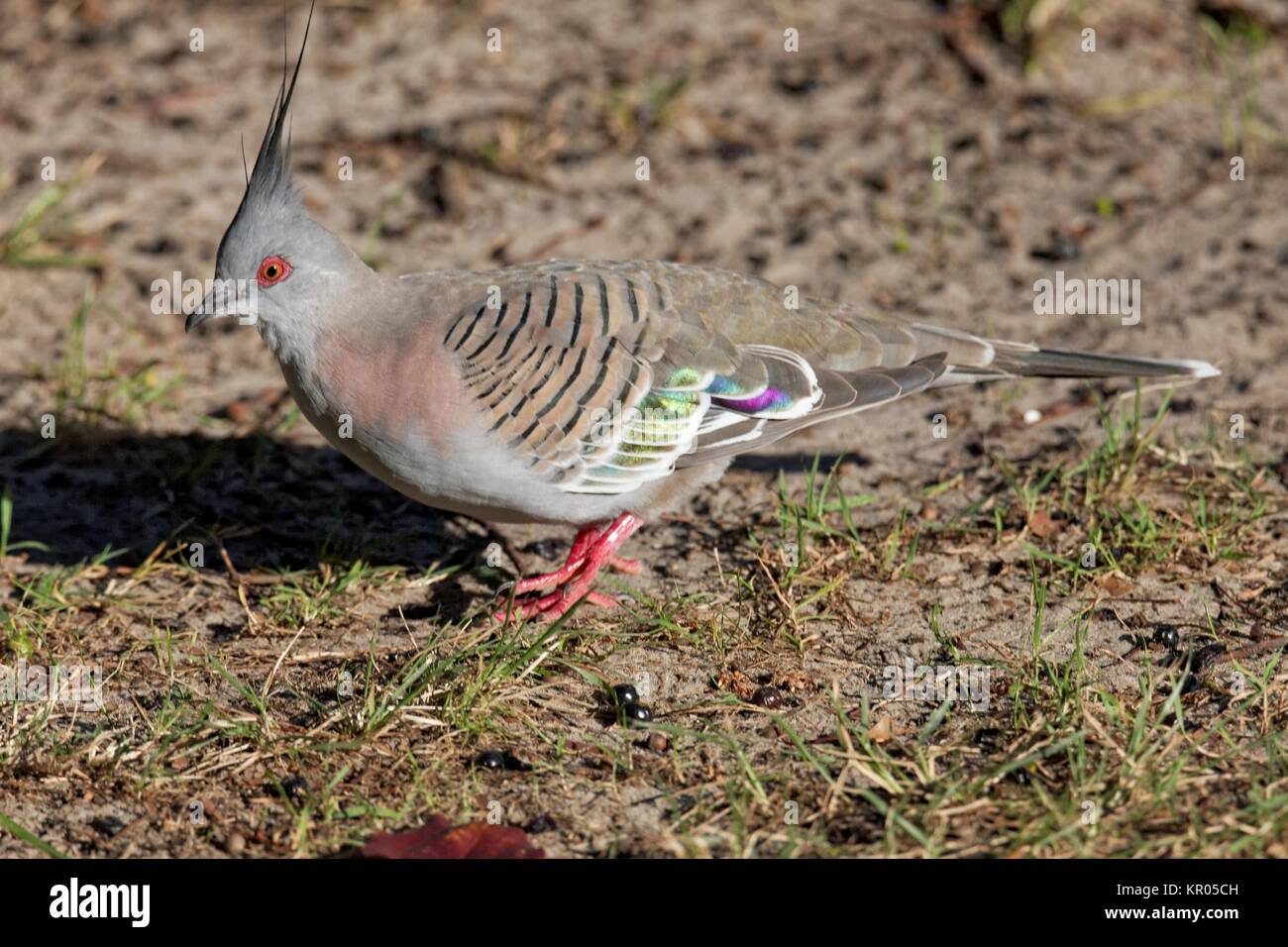 Crested pigeon Foto Stock