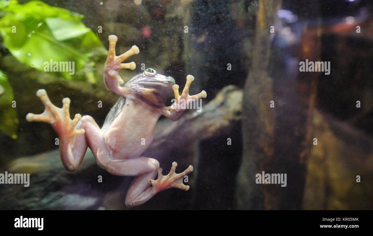 Tropical rana verde in un acquario. Close up sott'acqua di una rana africana. Frog bloccato al vetro in acquario Foto Stock