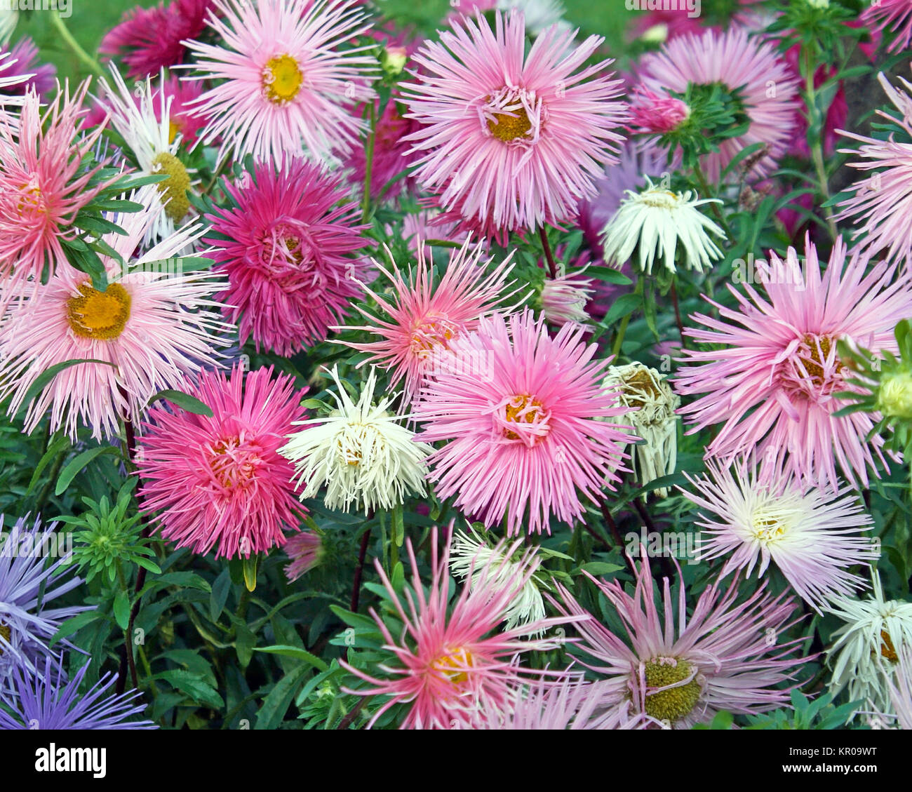 Il delicato e dolce di blumi di il fiore ASTER - un giardino preferito Foto Stock