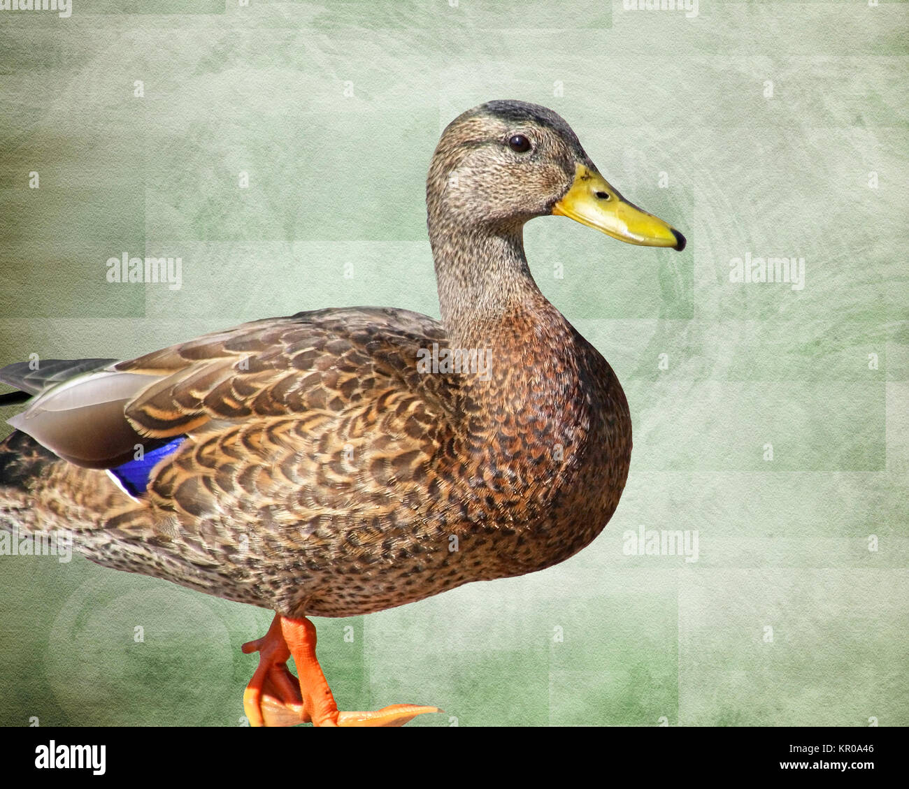 Profilo di un Mallard duck femmina isolati contro un verde sfondo testurizzata Foto Stock