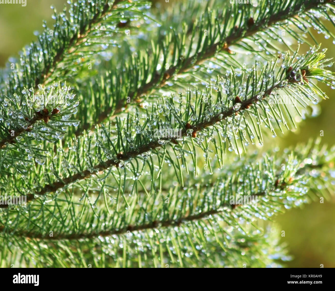 Close up di albero sempreverde rami con piccolissime gocce di rugiada aggrappandosi ad aghi Foto Stock