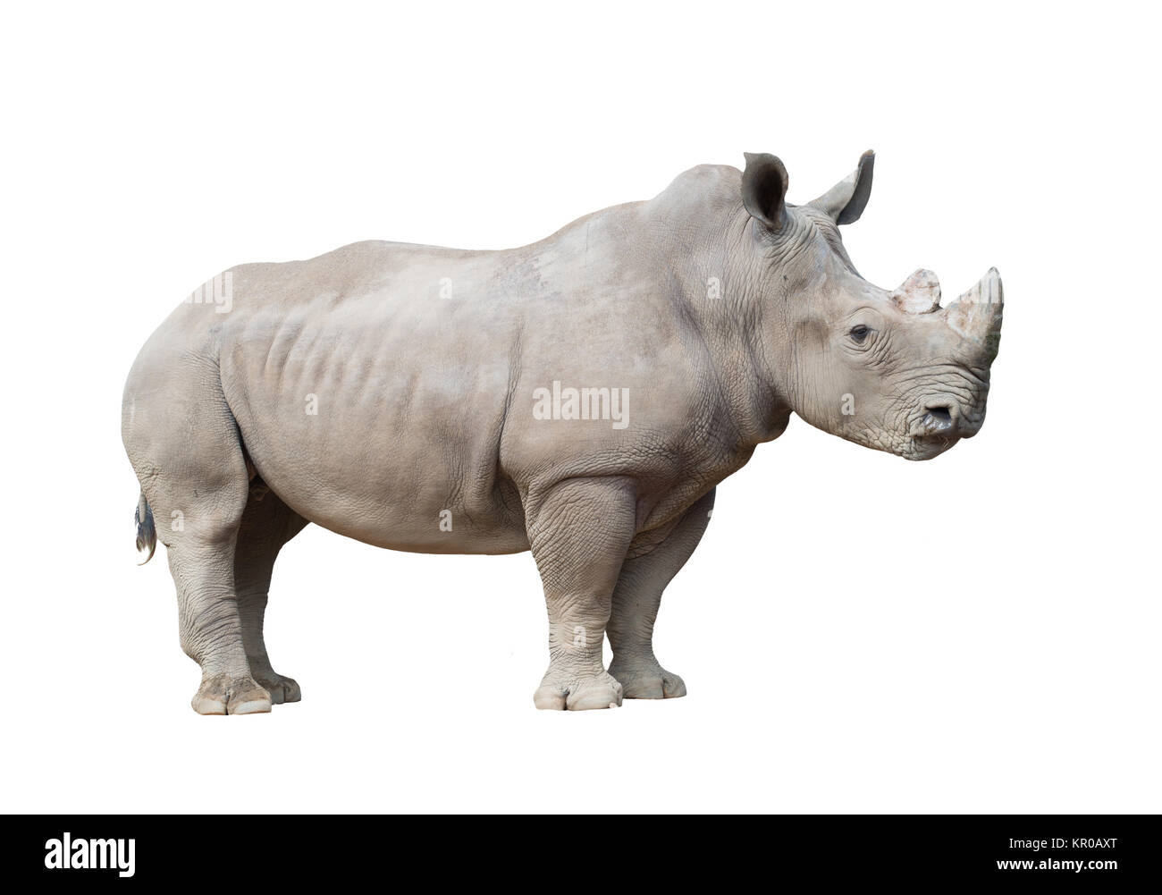 Rinoceronte bianco isolato Foto Stock