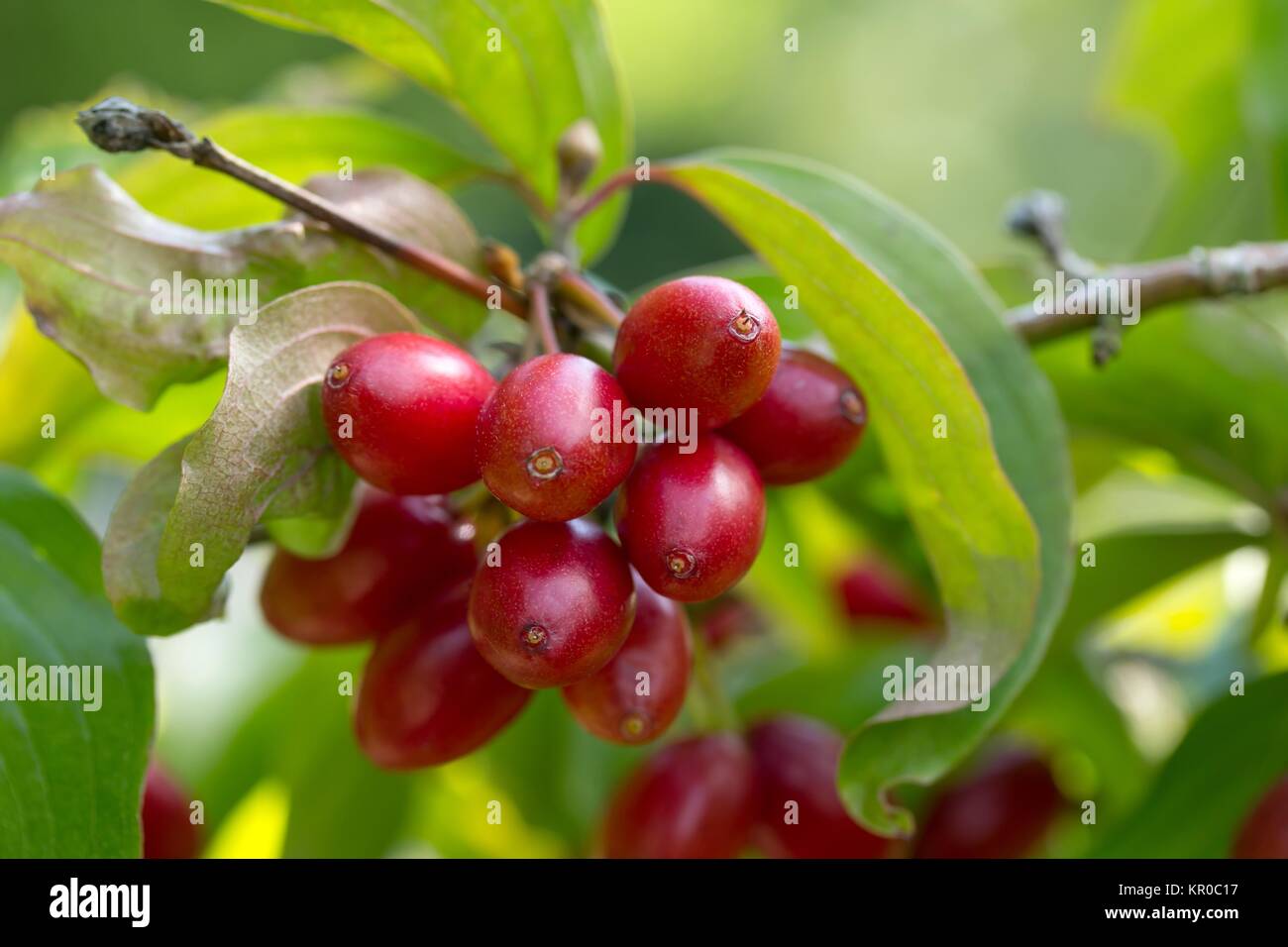 Cornus Mas Fiore Di Corniolo | Itinerari Trekking - Foto 4