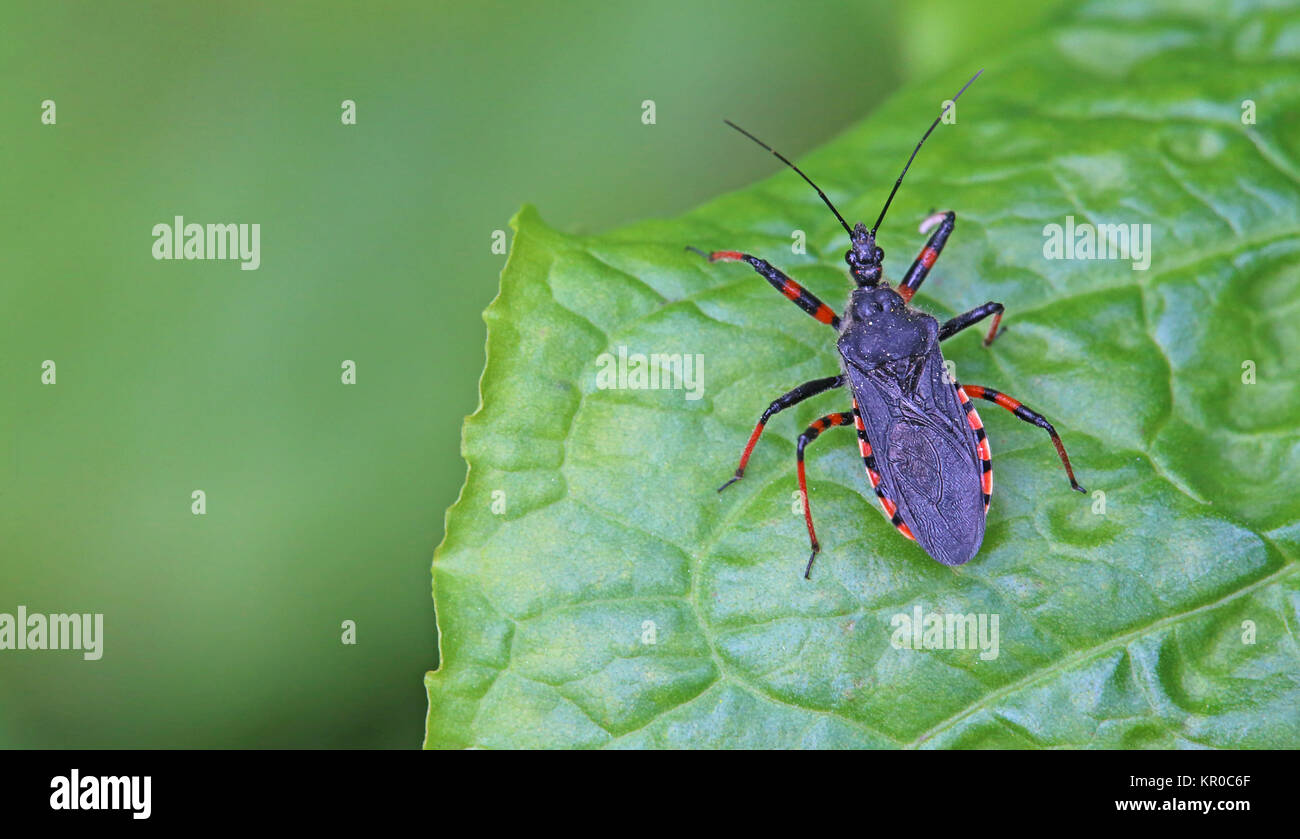 Di inanellare assassin bug rhinocoris annulatus Foto Stock