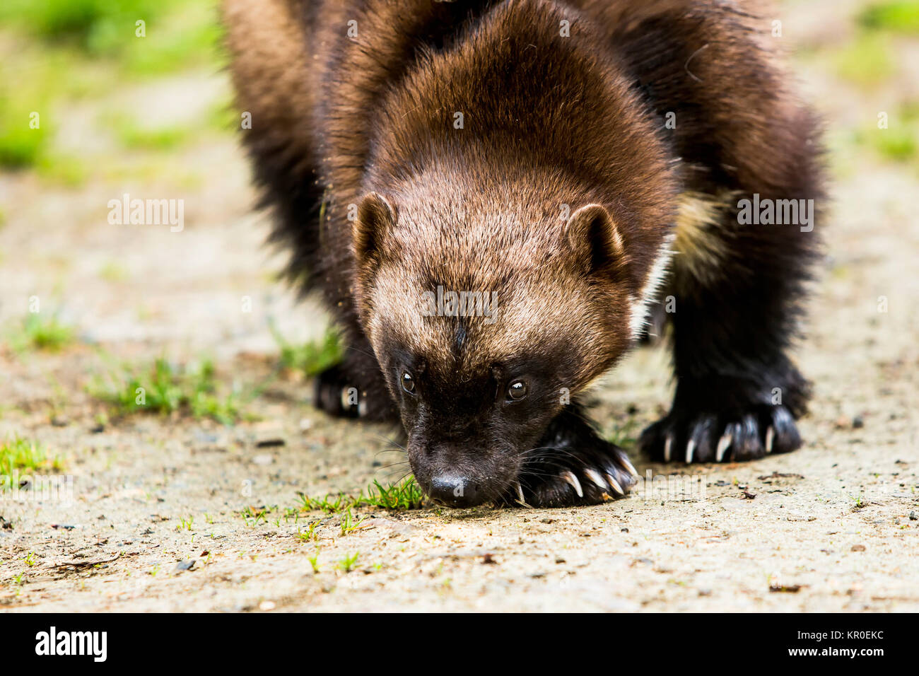 Artigliato Wolverine annusando il terreno Foto Stock