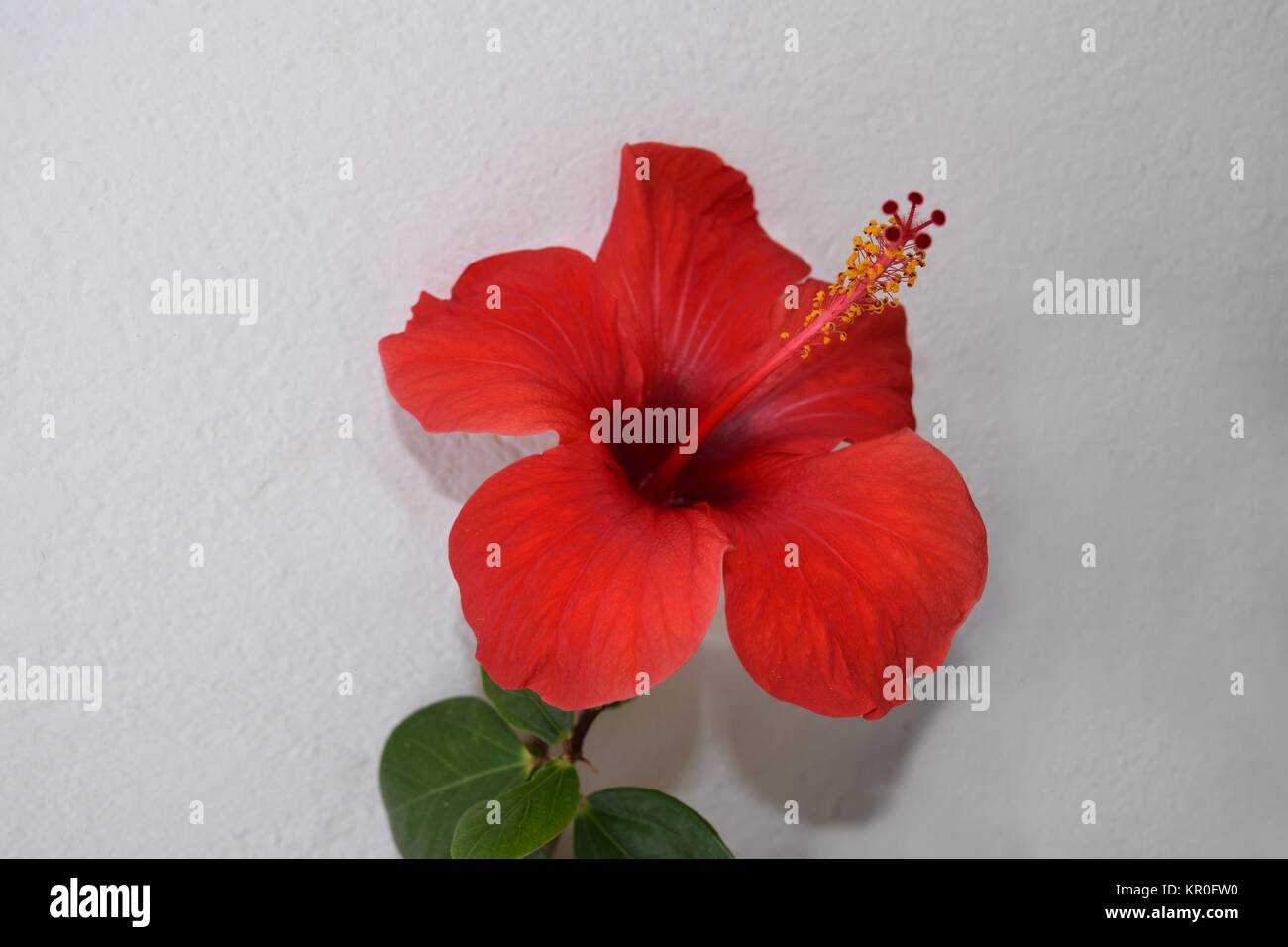 Fiori di ibisco in rosso,un vecchio nome tedesco marshmallow Foto Stock