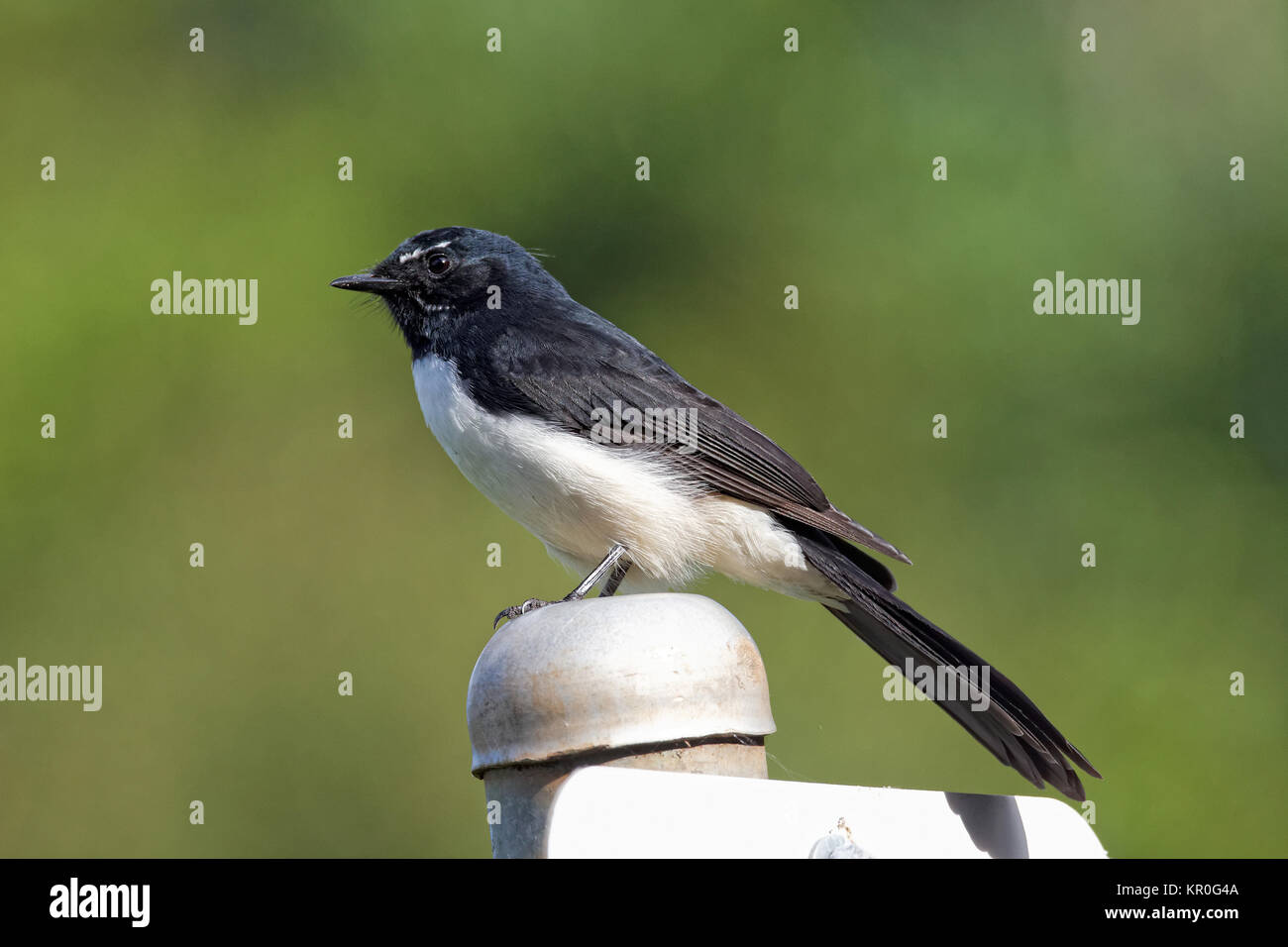 Willie wagtail Foto Stock