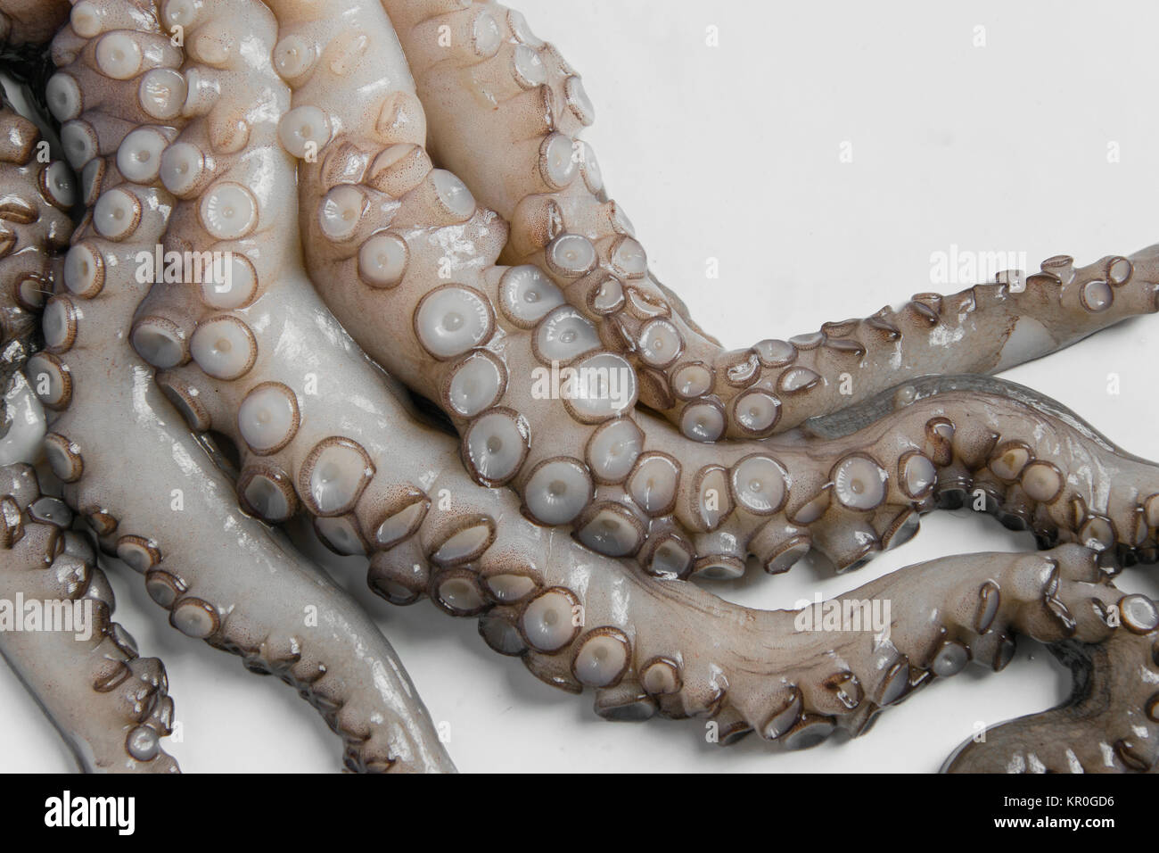 Il polpo su sfondo bianco con spazio per la ricetta o testo Foto Stock