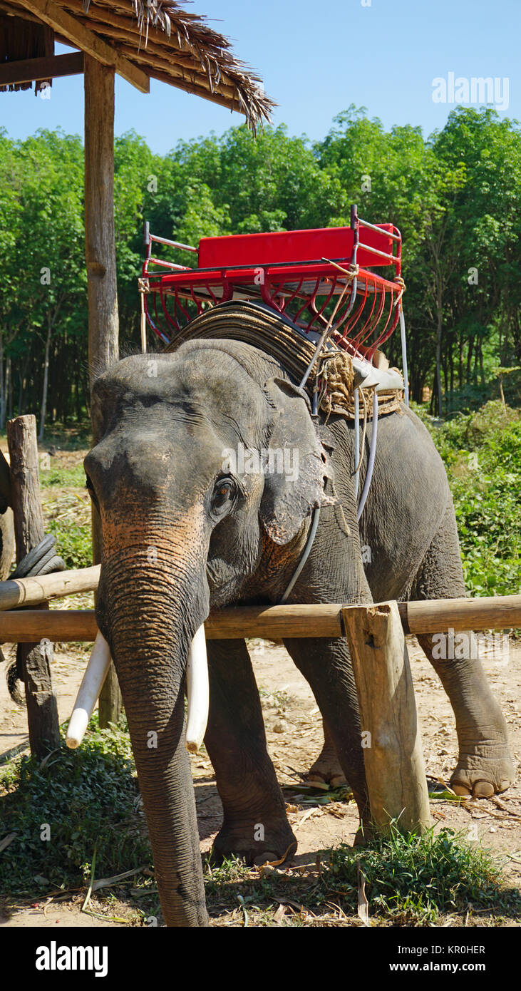 giro dell'elefante Foto Stock