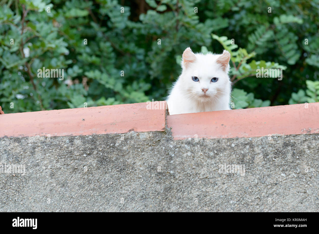 Gatto Bianco sul tetto Foto Stock