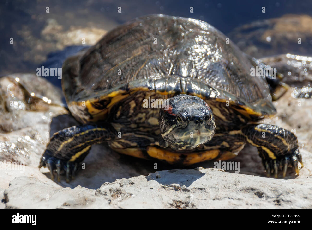 Rosso-panciuto tartaruga di mare crogiolarsi al sole Foto Stock