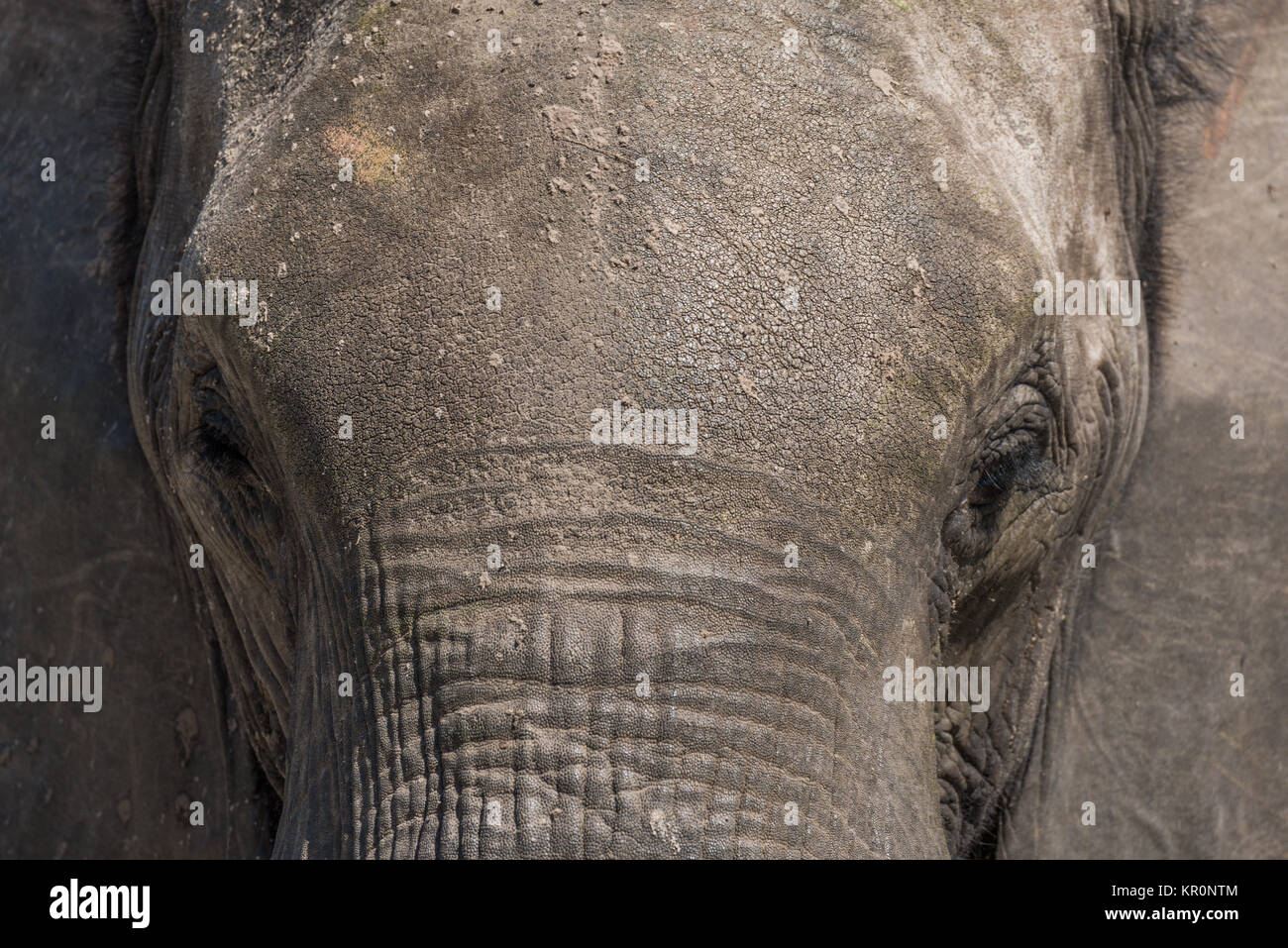 Close-up di un elefante testa coperta in terra Foto Stock