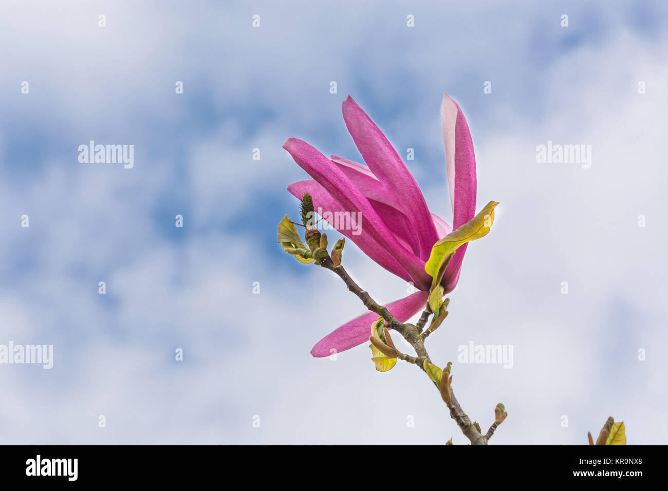 Molla di fiori di magnolia Foto Stock