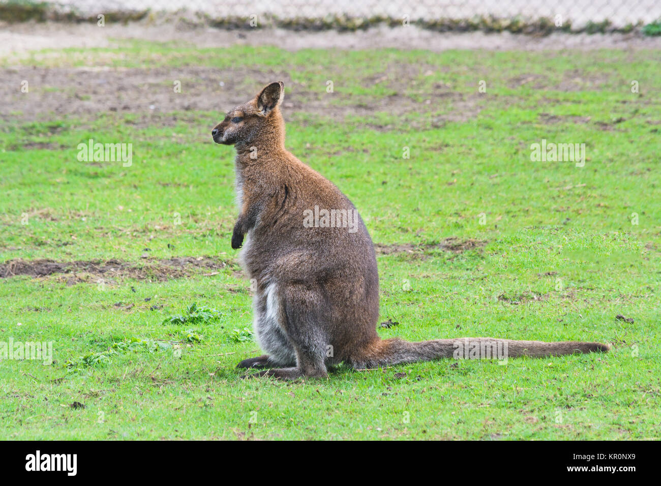 Kangaroo nel suo habitat naturale Foto Stock