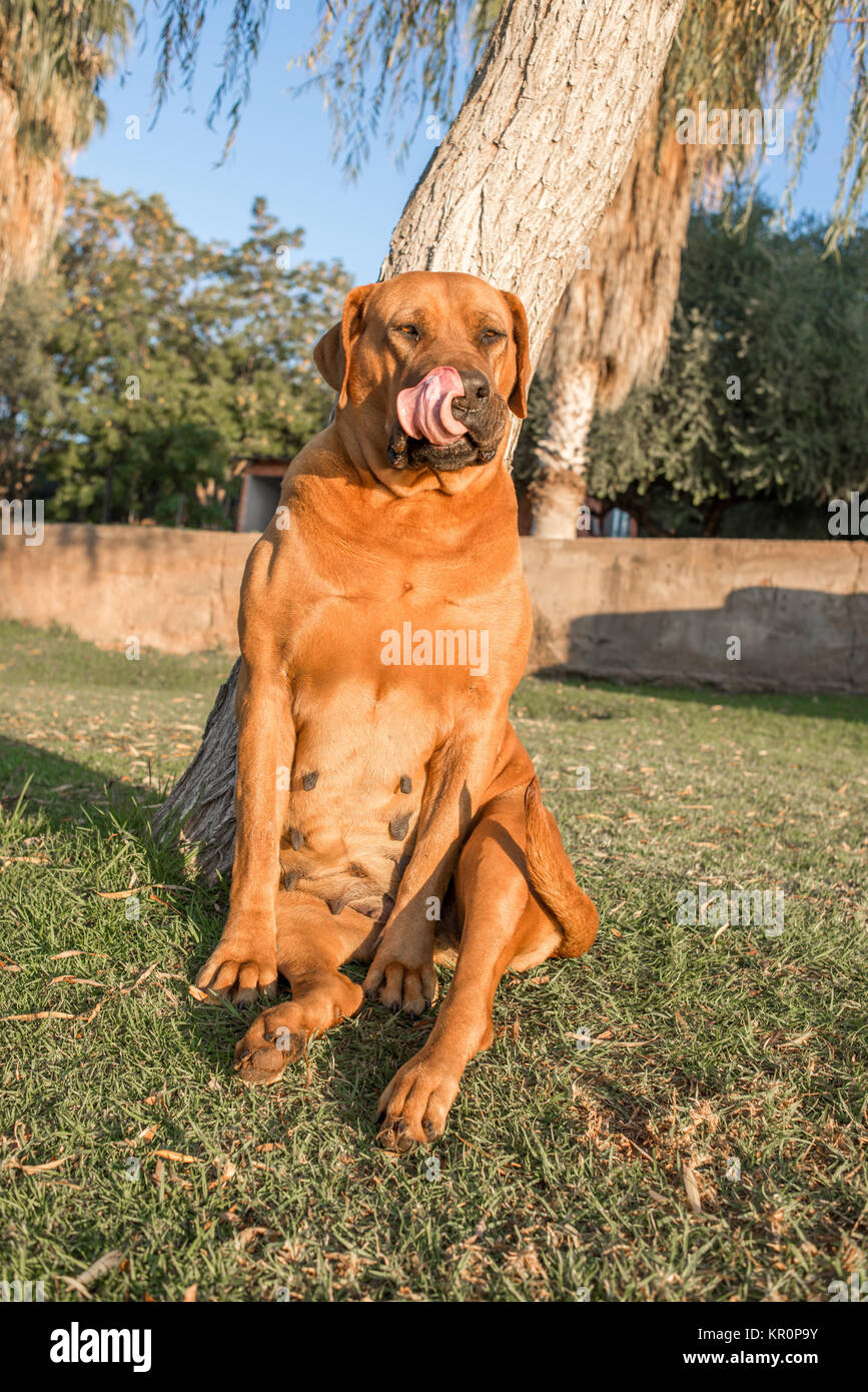 Vecchia femmina cane Boerboel leccamento delle labbra Foto Stock