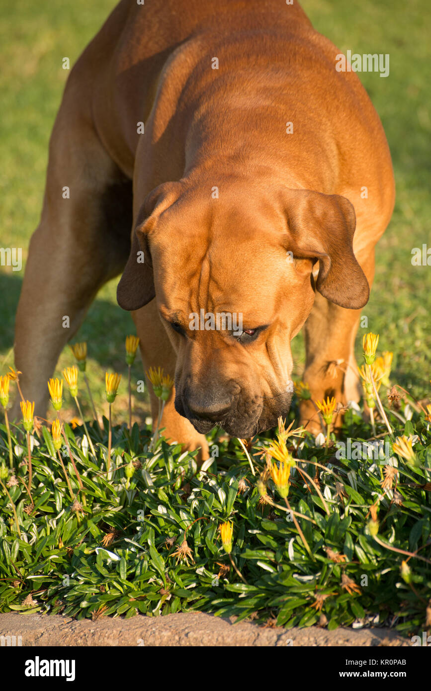 Cane Boerboel annusare i fiori Foto Stock